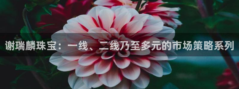 新宝5注册流程
