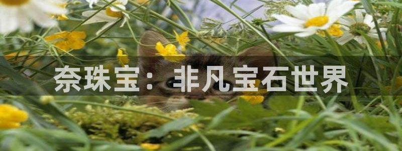 新宝5平台：奈珠宝：非凡宝石世界